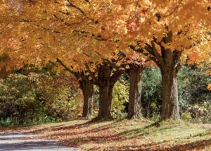 Kortright Centre for Conservation